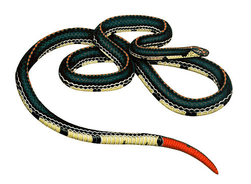 Calliophis intestinalis